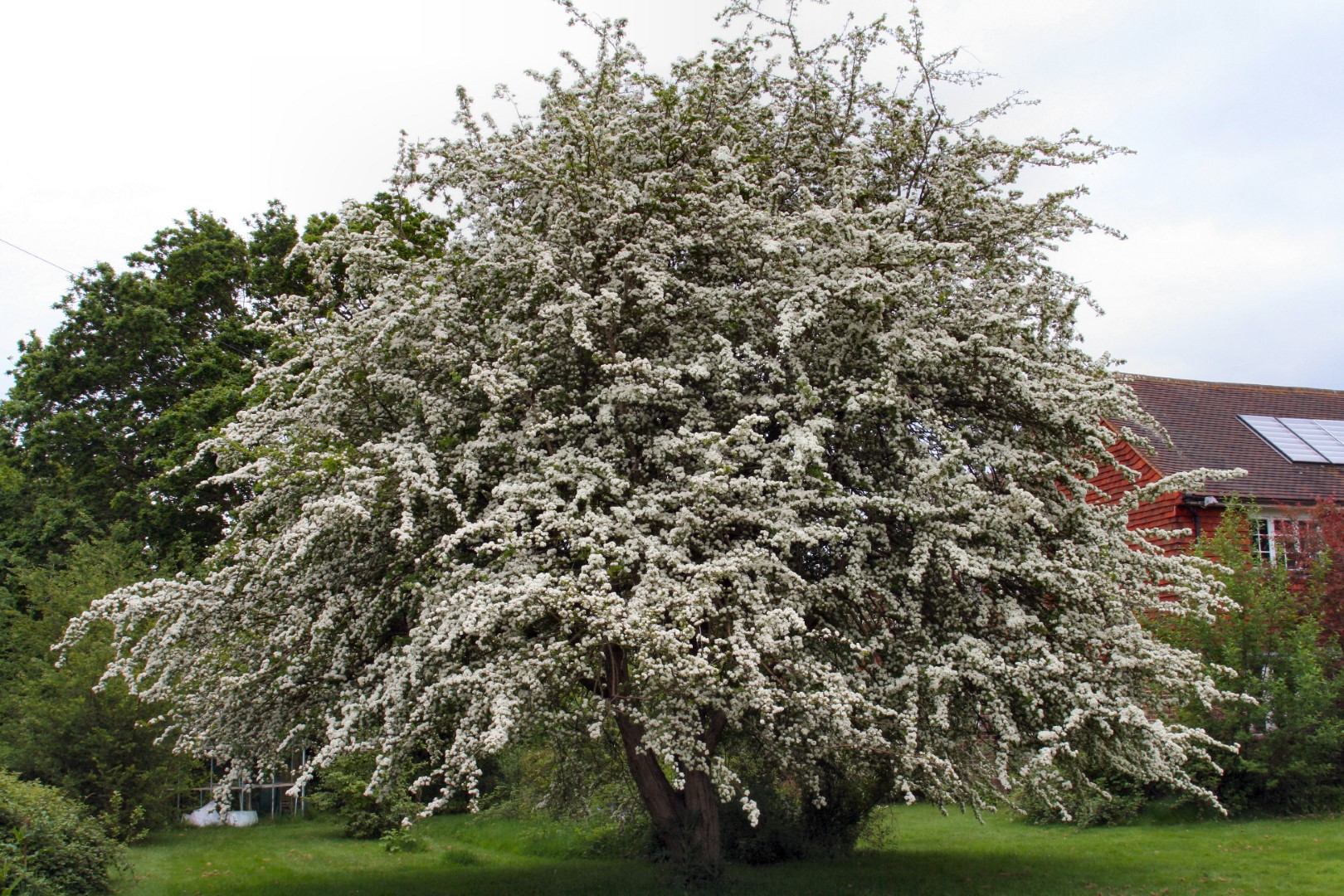 maytreep